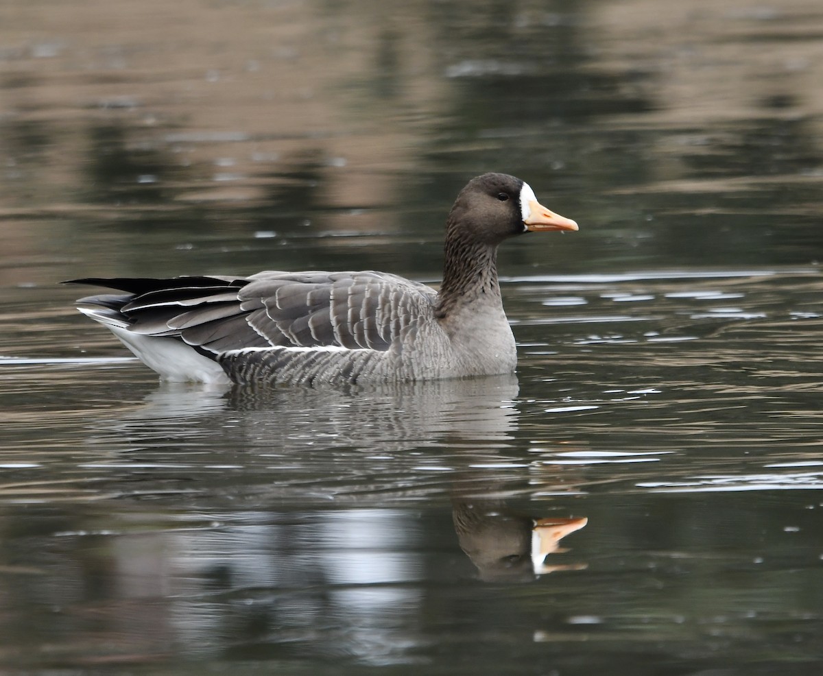 Greater White-fronted Goose - ML613920166