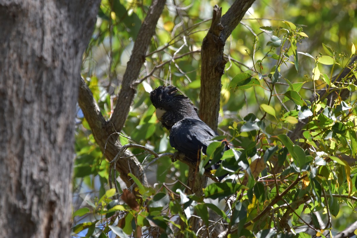 Red-tailed Black-Cockatoo - ML613920250