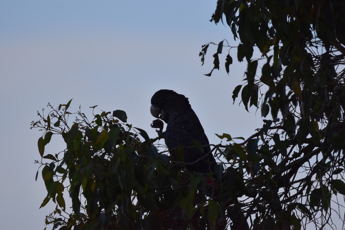 Red-tailed Black-Cockatoo - Lina Peña