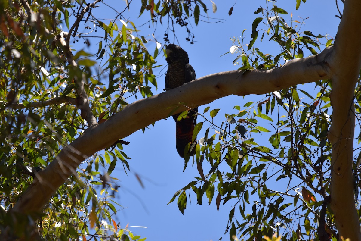 Red-tailed Black-Cockatoo - ML613920254
