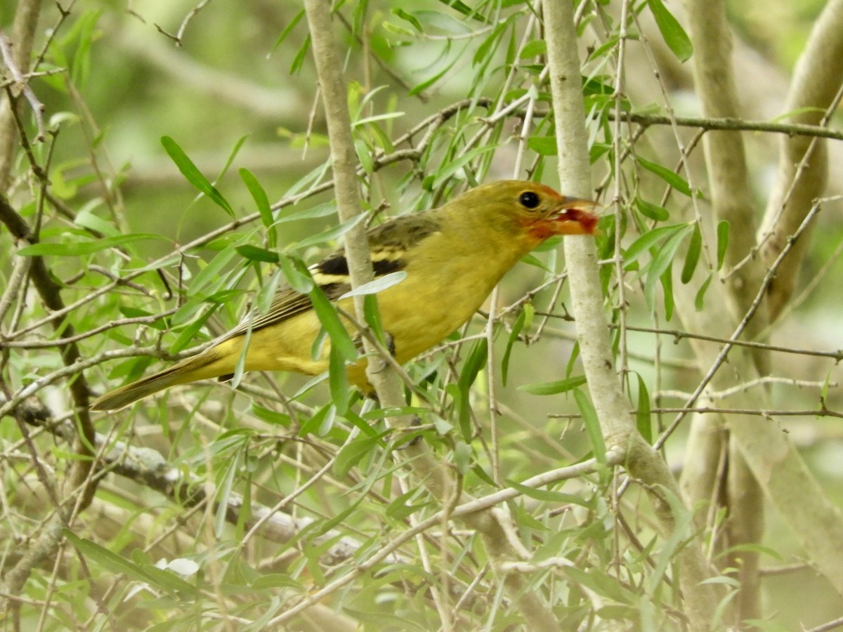 Western Tanager - ML613920401
