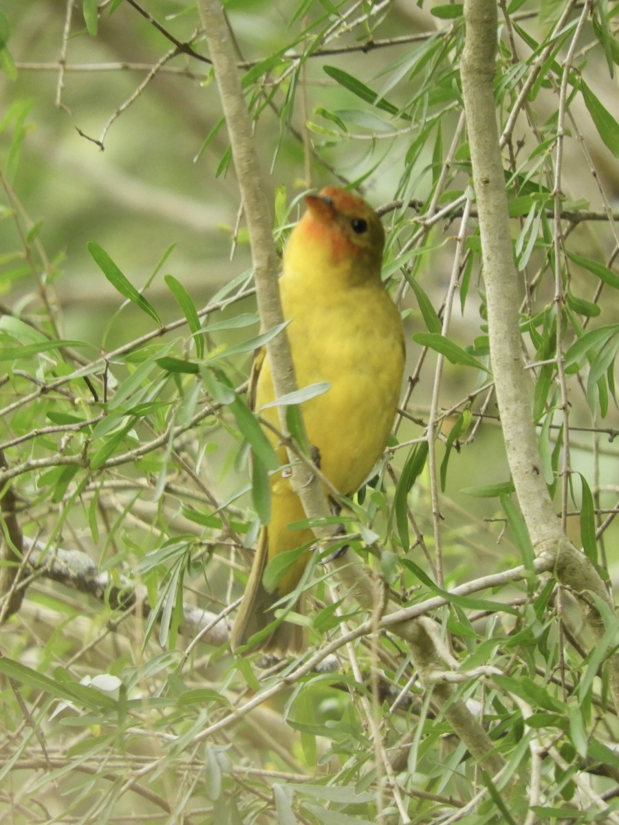Western Tanager - ML613920402