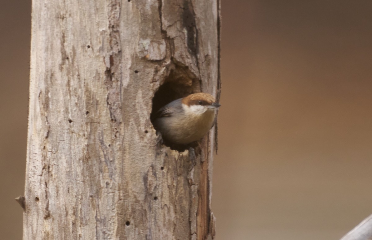 Brown-headed Nuthatch - ML613920534