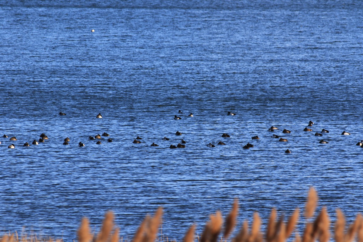 Greater Scaup - ML613920778
