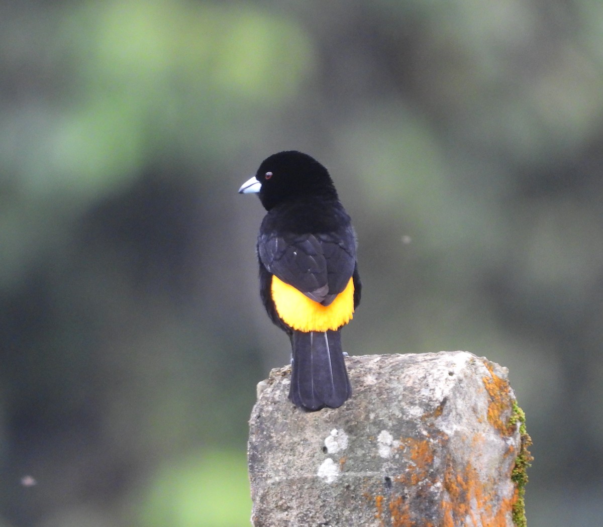 Flame-rumped Tanager - ML613920827