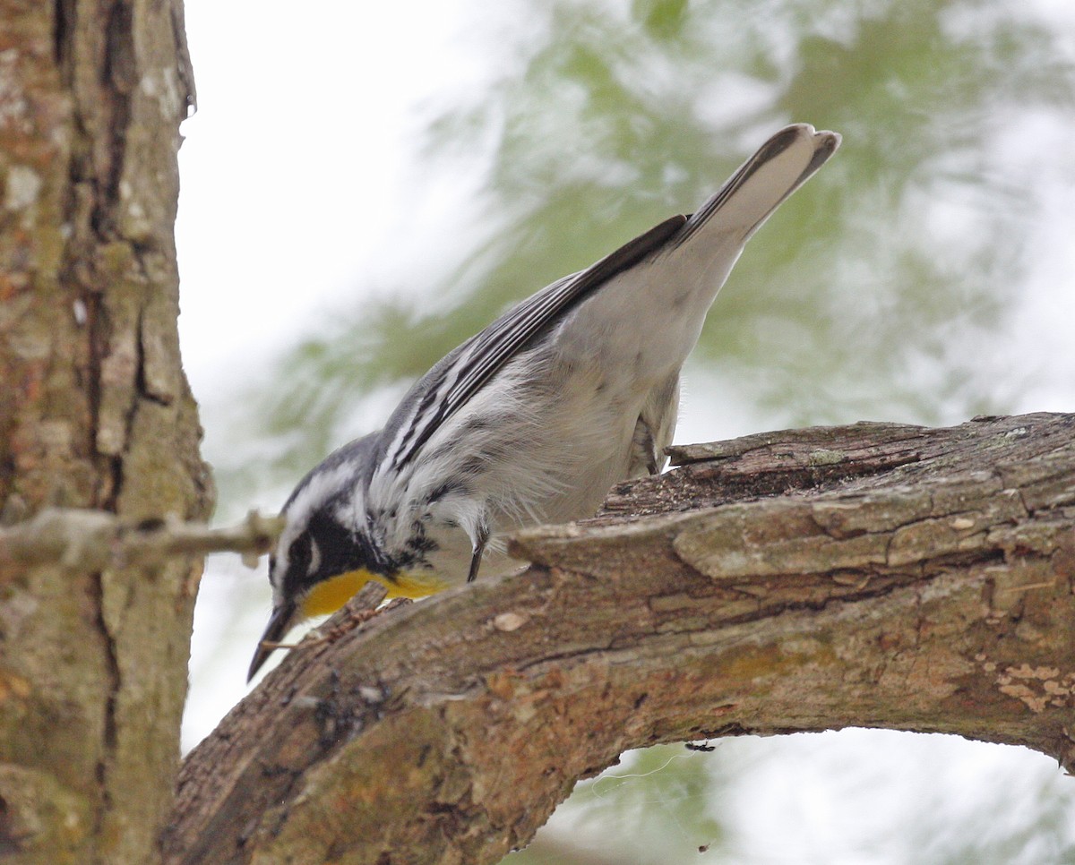Yellow-throated Warbler - ML613921003
