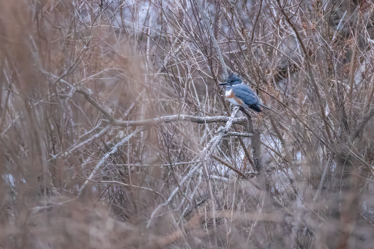 Belted Kingfisher - ML613921067