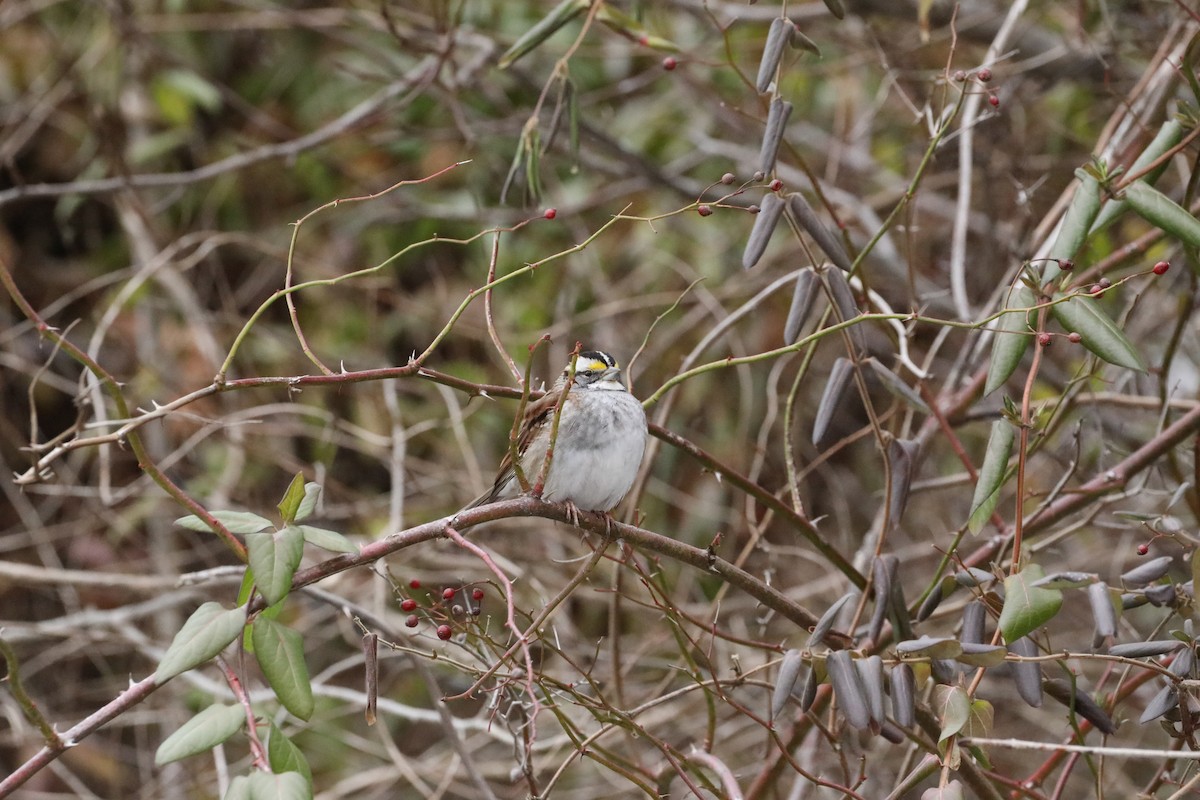 White-throated Sparrow - ML613921227