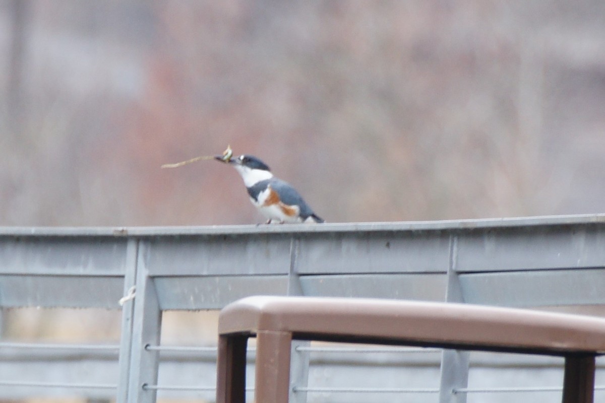 Belted Kingfisher - ML613921402