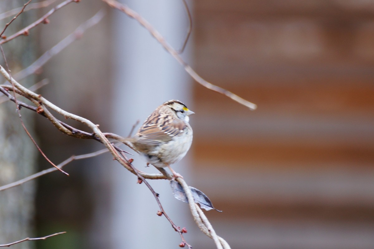 White-throated Sparrow - ML613921474