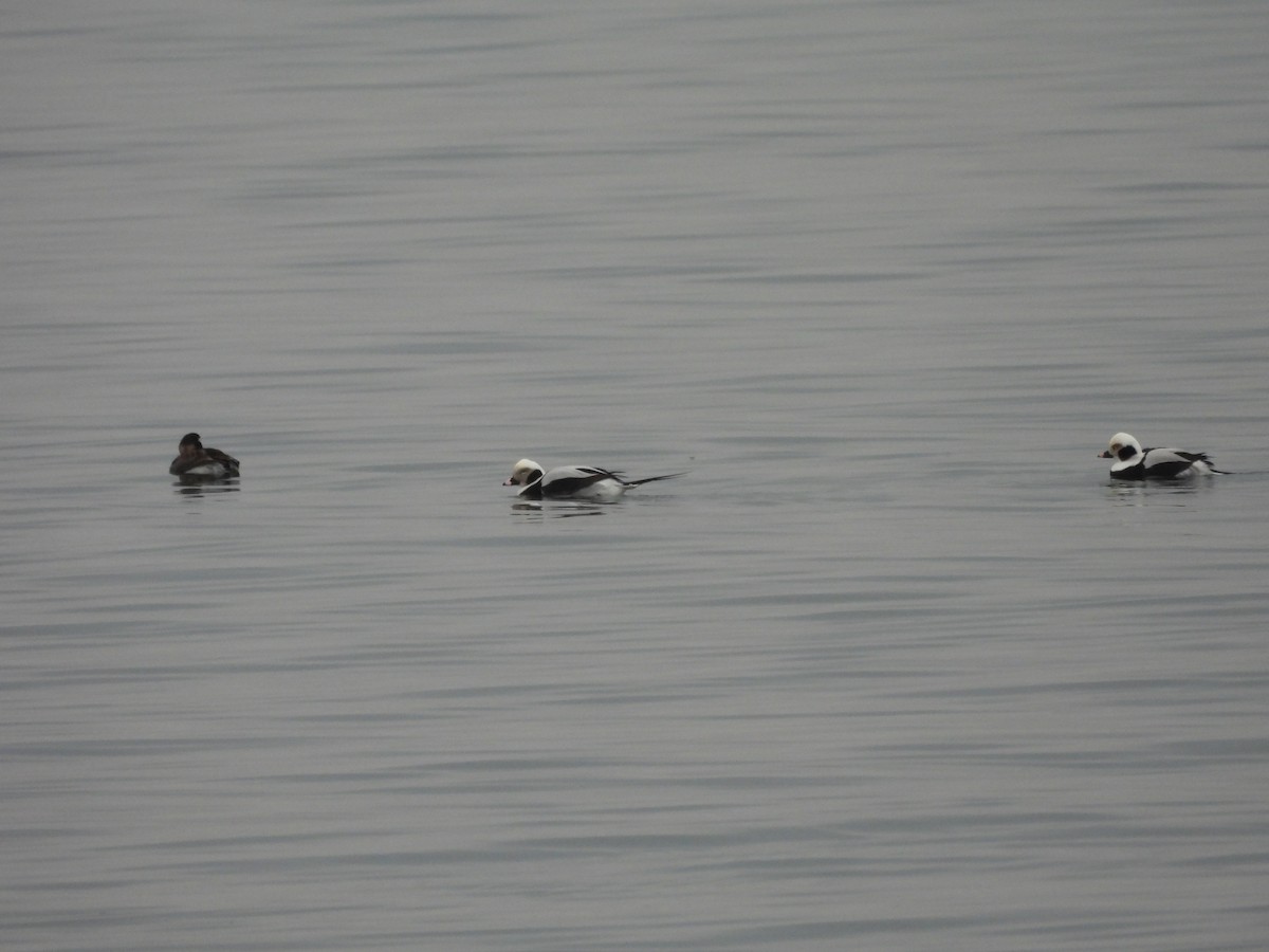 Long-tailed Duck - ML613921484