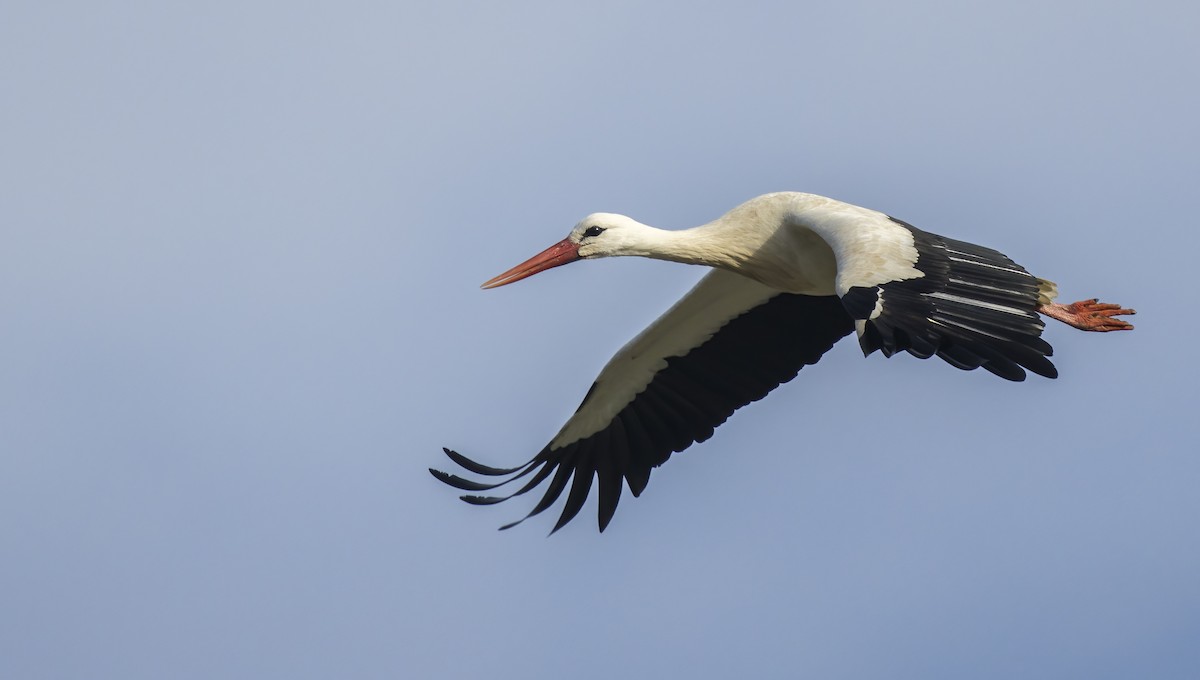 White Stork - ML613921499