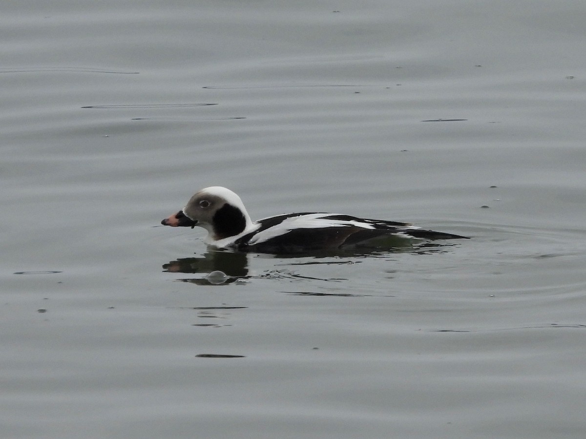 Long-tailed Duck - ML613921500