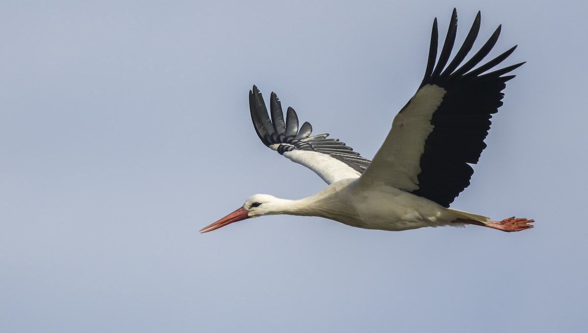 White Stork - ML613921502