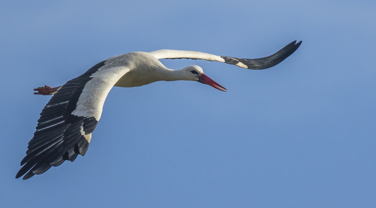 White Stork - ML613921503