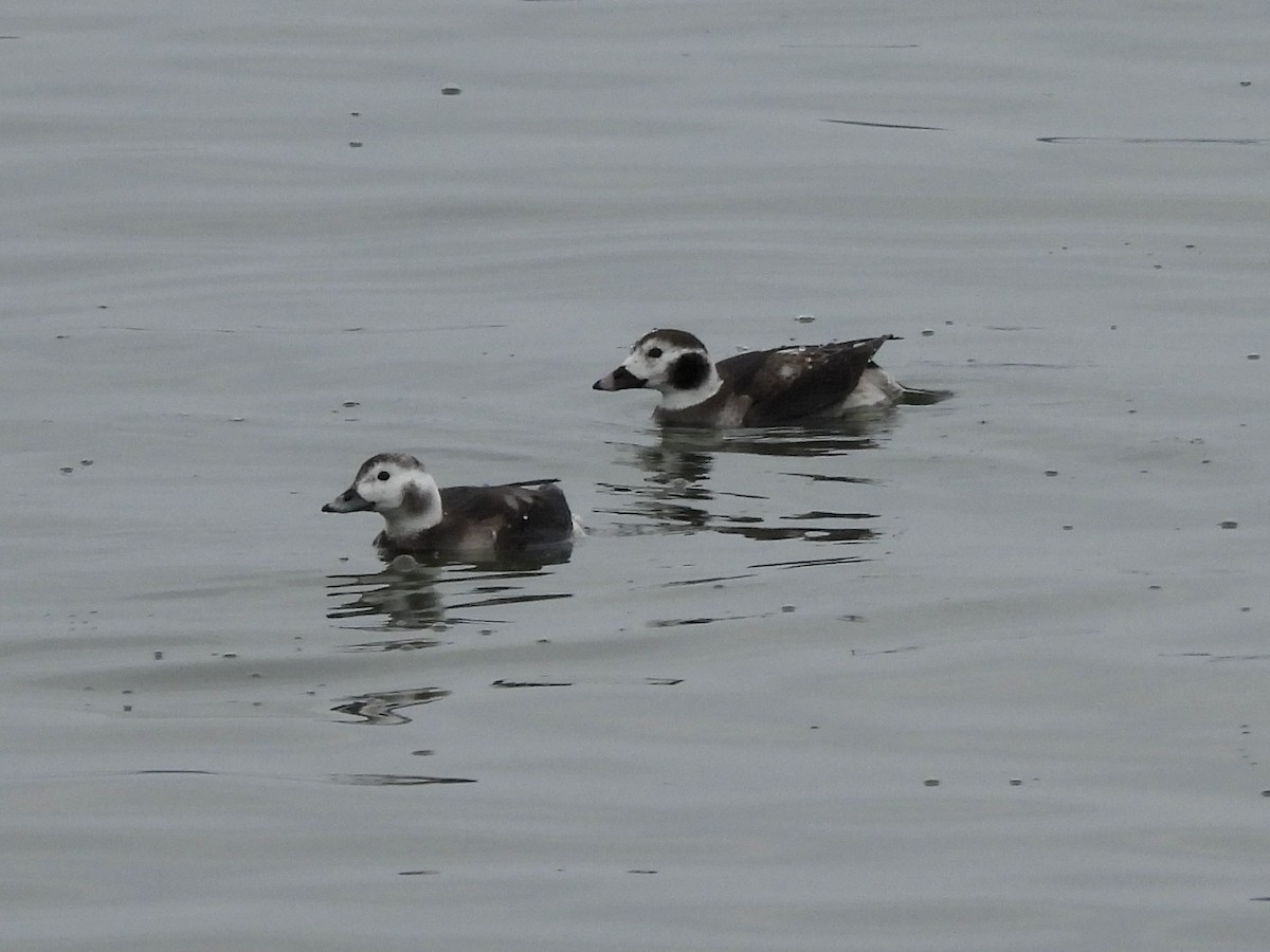 Long-tailed Duck - ML613921510