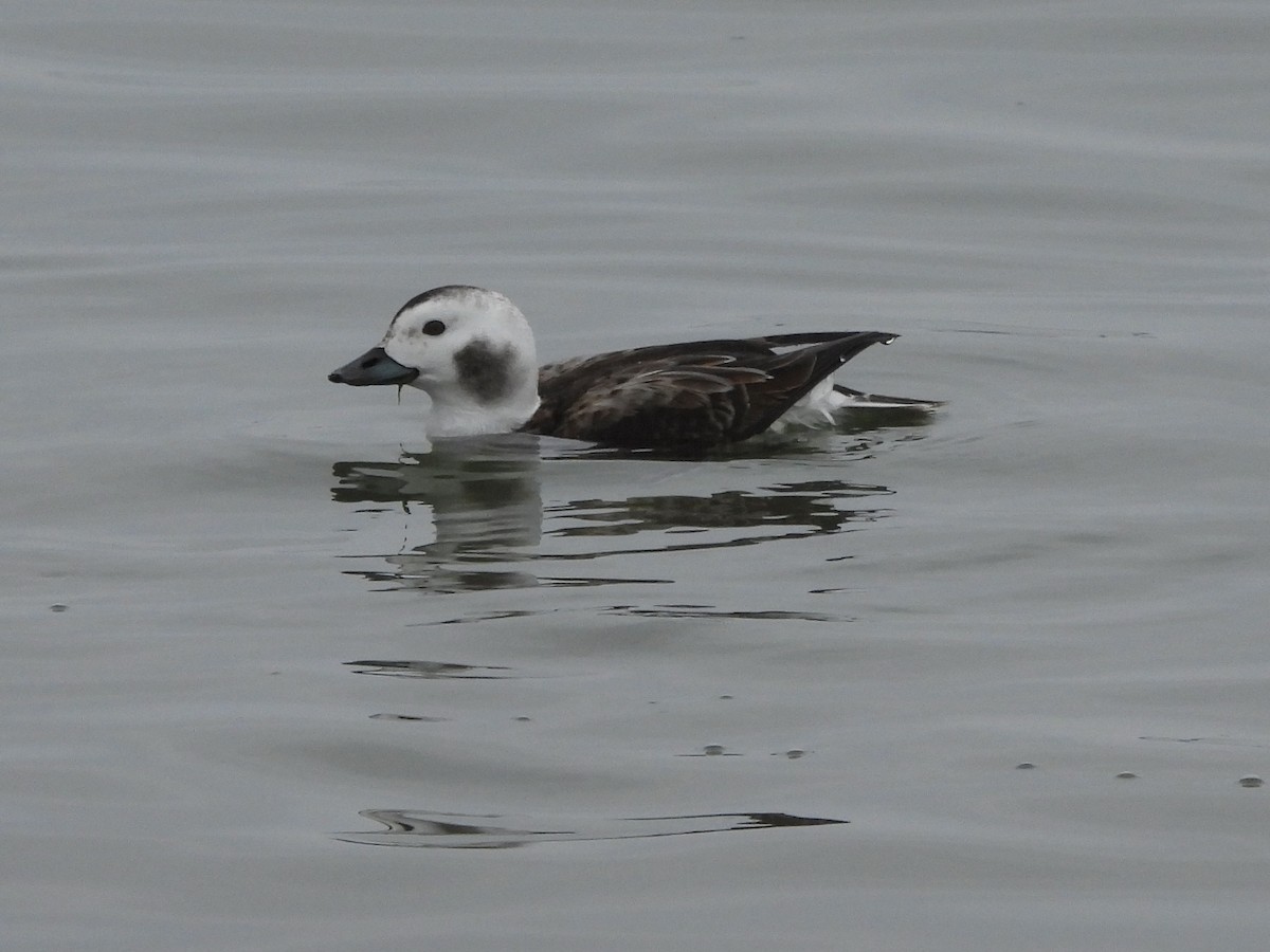 Long-tailed Duck - ML613921522