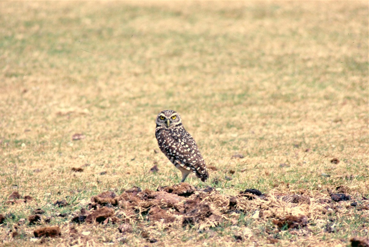 Burrowing Owl - ML613921857
