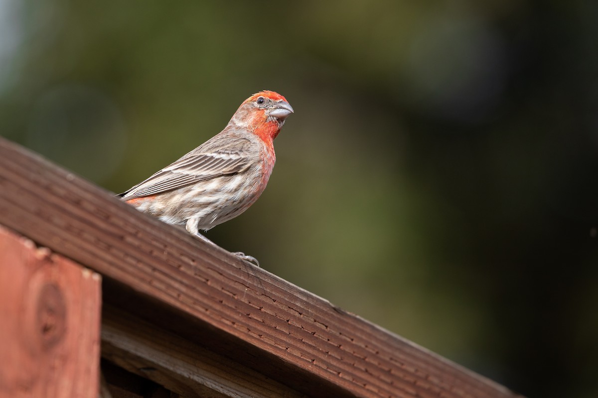House Finch (Common) - ML613921926
