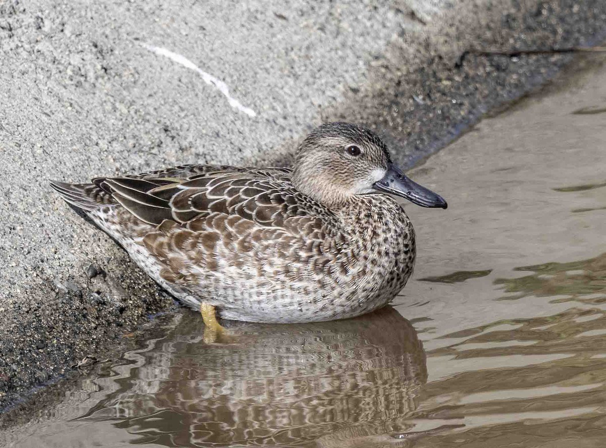 Blue-winged Teal - ML613922030