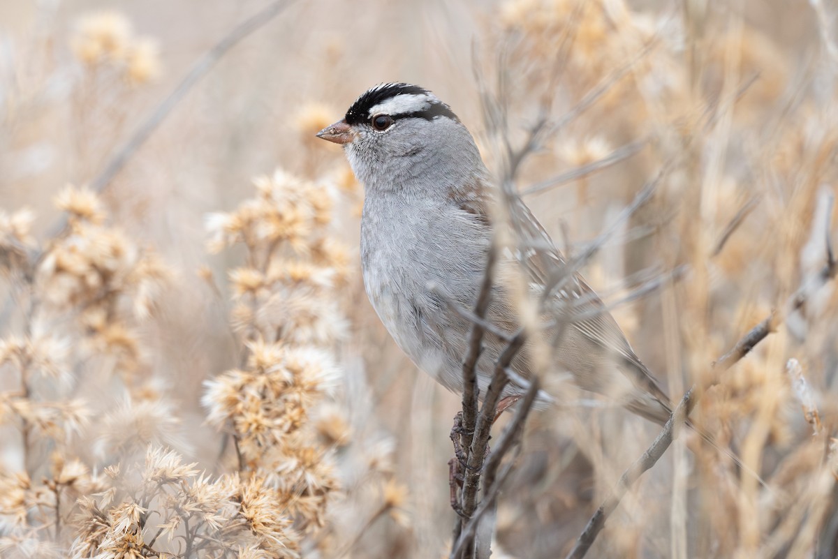 White-crowned Sparrow (oriantha) - ML613922349