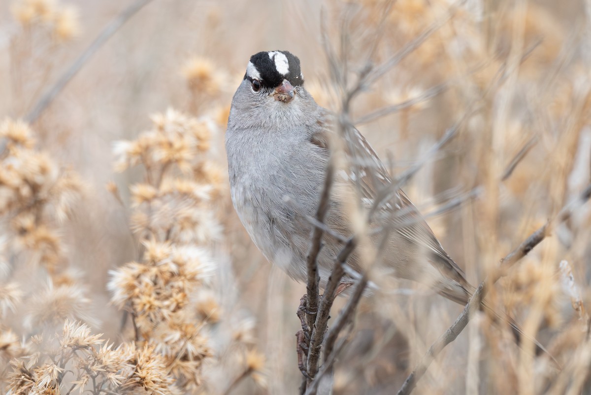 White-crowned Sparrow (oriantha) - ML613922350