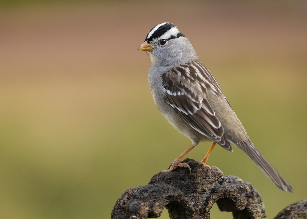 White-crowned Sparrow - ML613922414