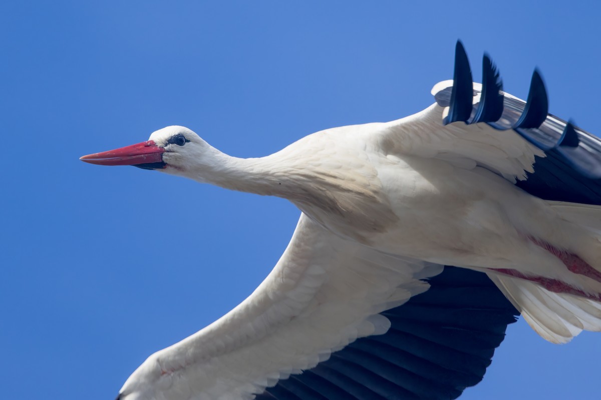 White Stork - ML613922605