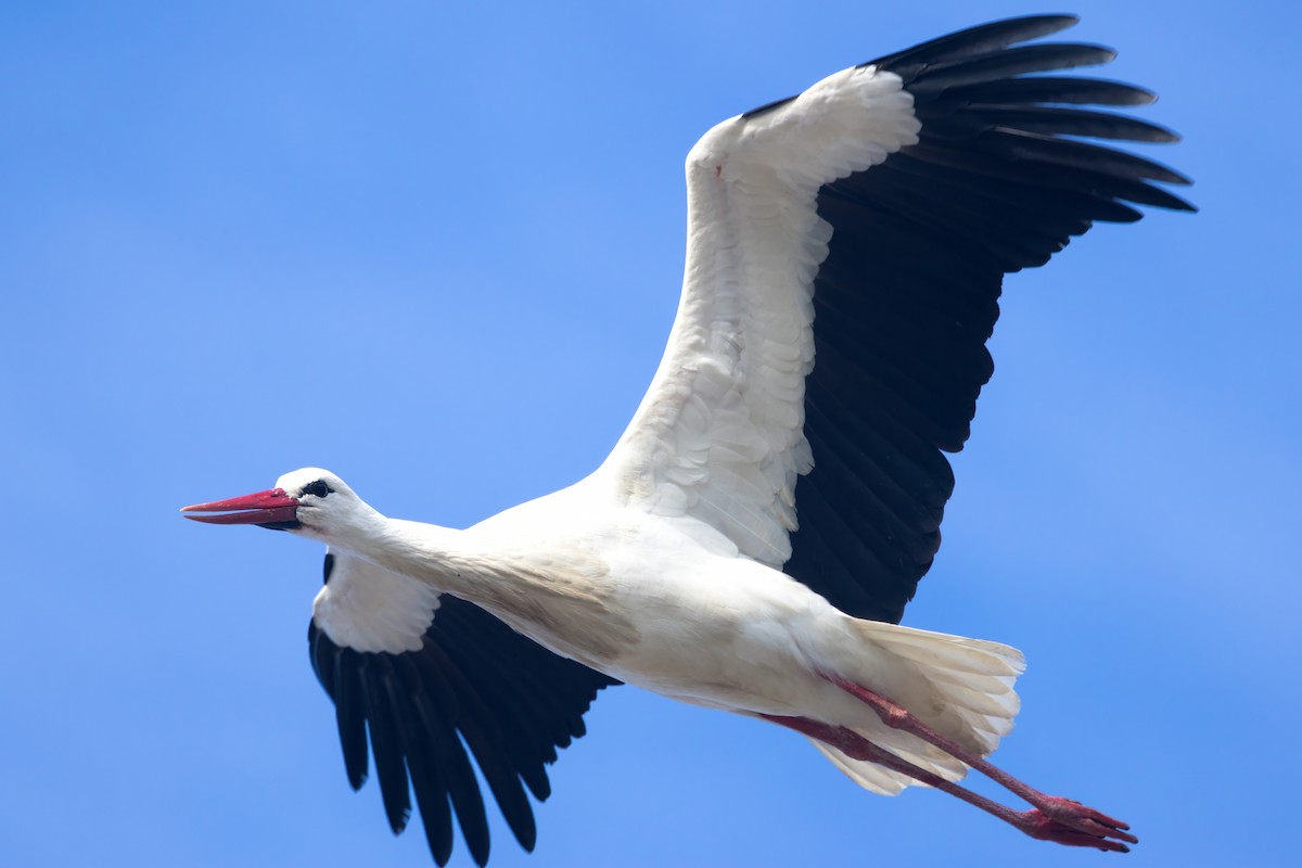 White Stork - ML613922607