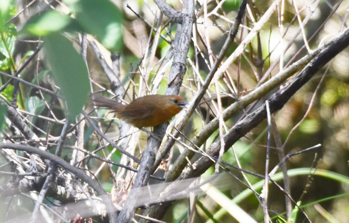 Orange-breasted Thornbird - ML613923437