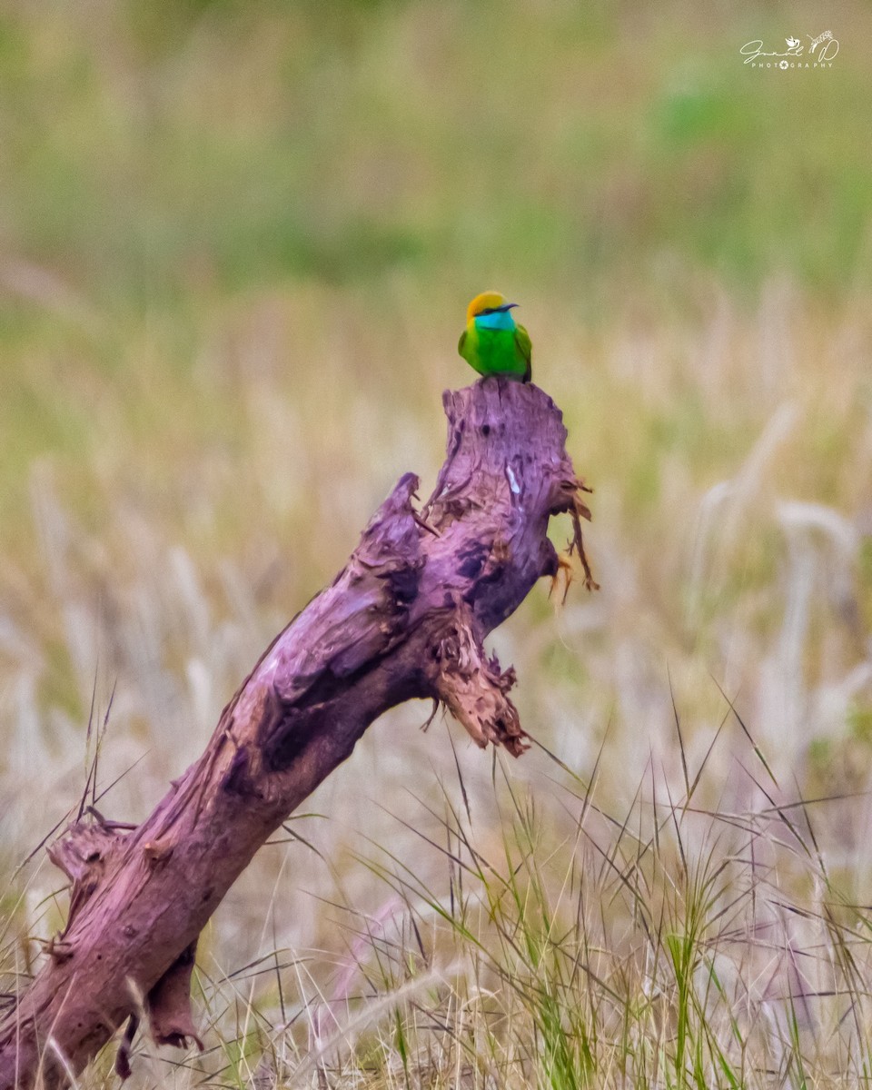 Asian Green Bee-eater - ML613923458