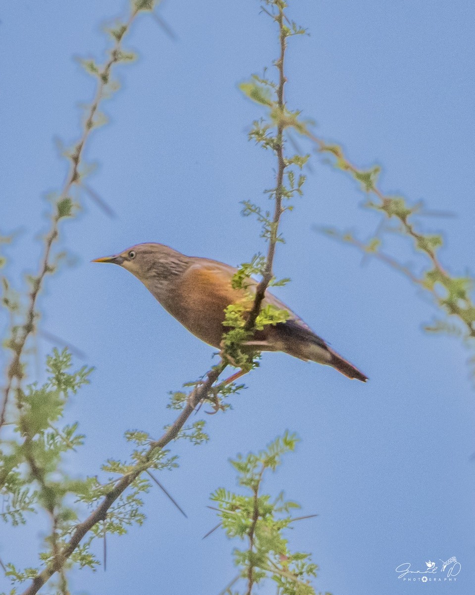 Chestnut-tailed Starling - ML613923499
