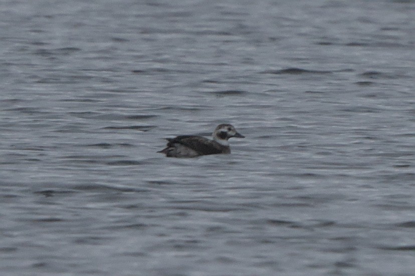 Long-tailed Duck - ML613923591