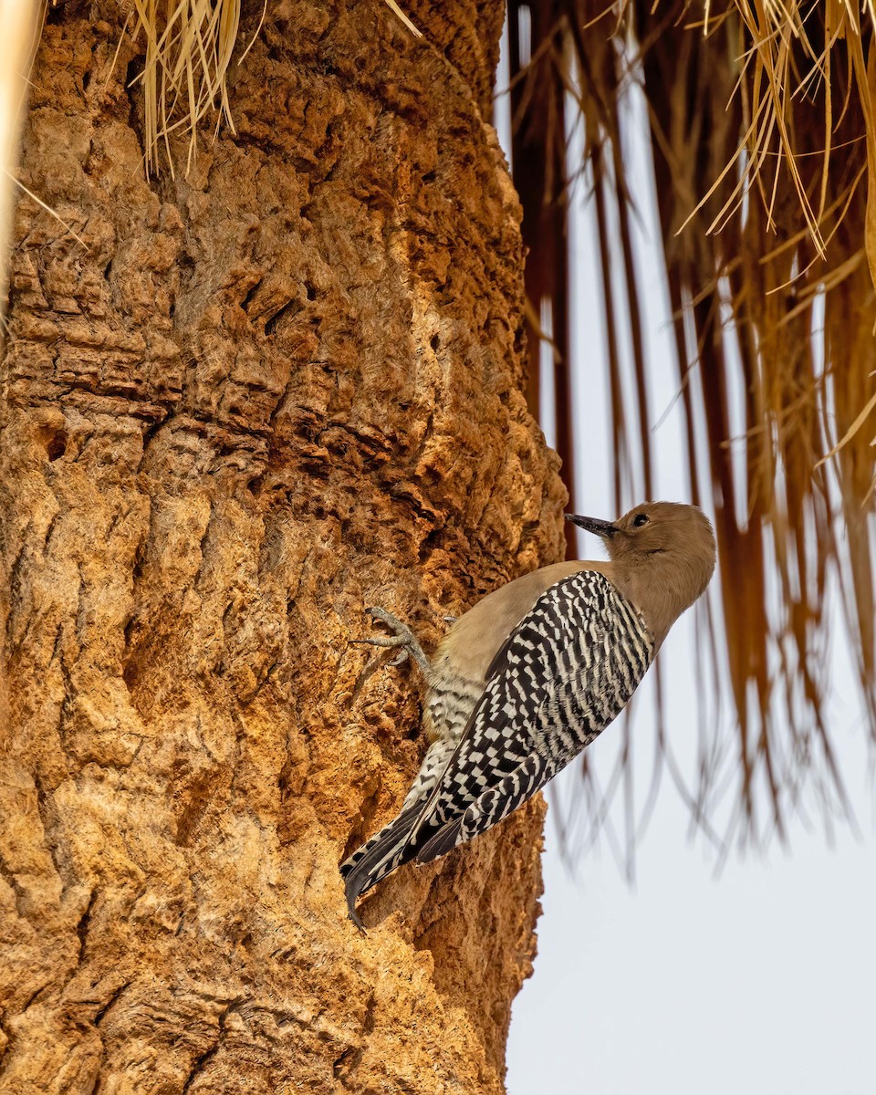 Gila Woodpecker - ML613923722