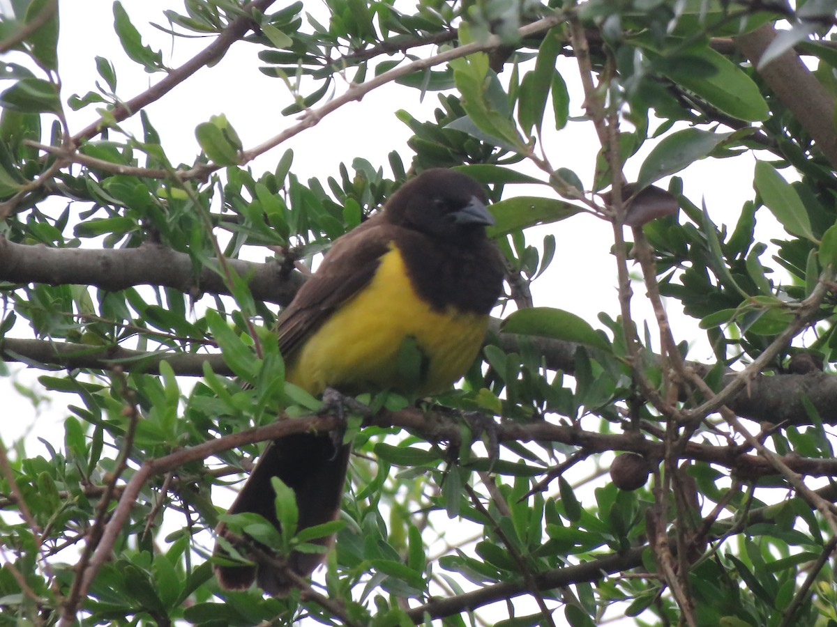 Yellow-rumped Marshbird - ML613923728