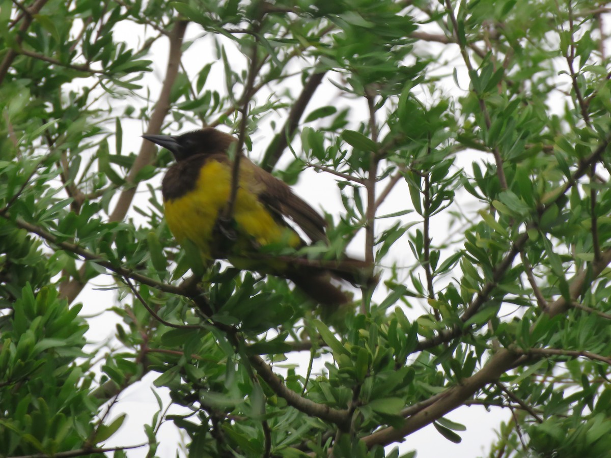 Yellow-rumped Marshbird - ML613923730