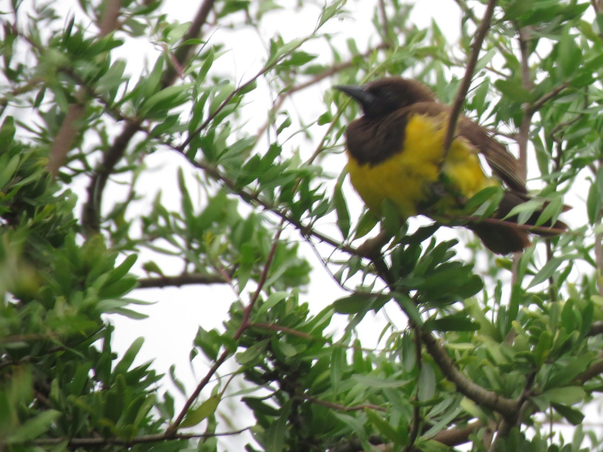 Yellow-rumped Marshbird - ML613923731