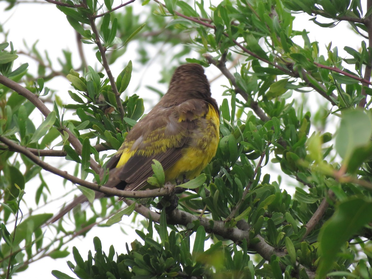 Yellow-rumped Marshbird - ML613923732