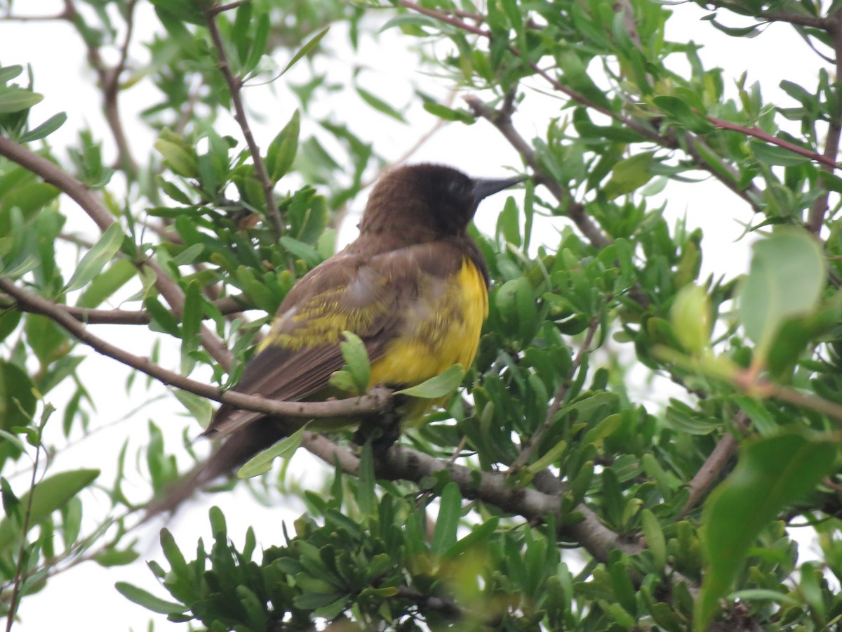 Yellow-rumped Marshbird - ML613923733