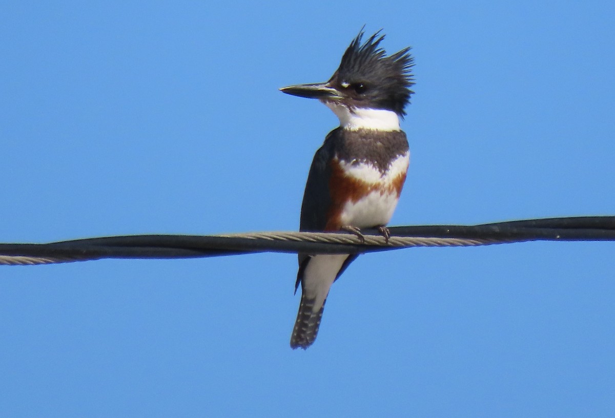 Belted Kingfisher - ML613923773