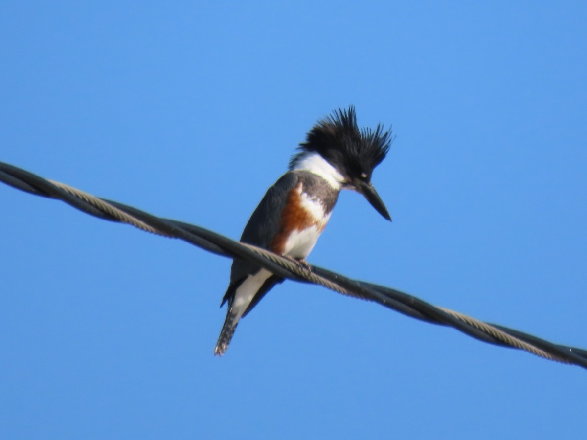 Belted Kingfisher - ML613923807