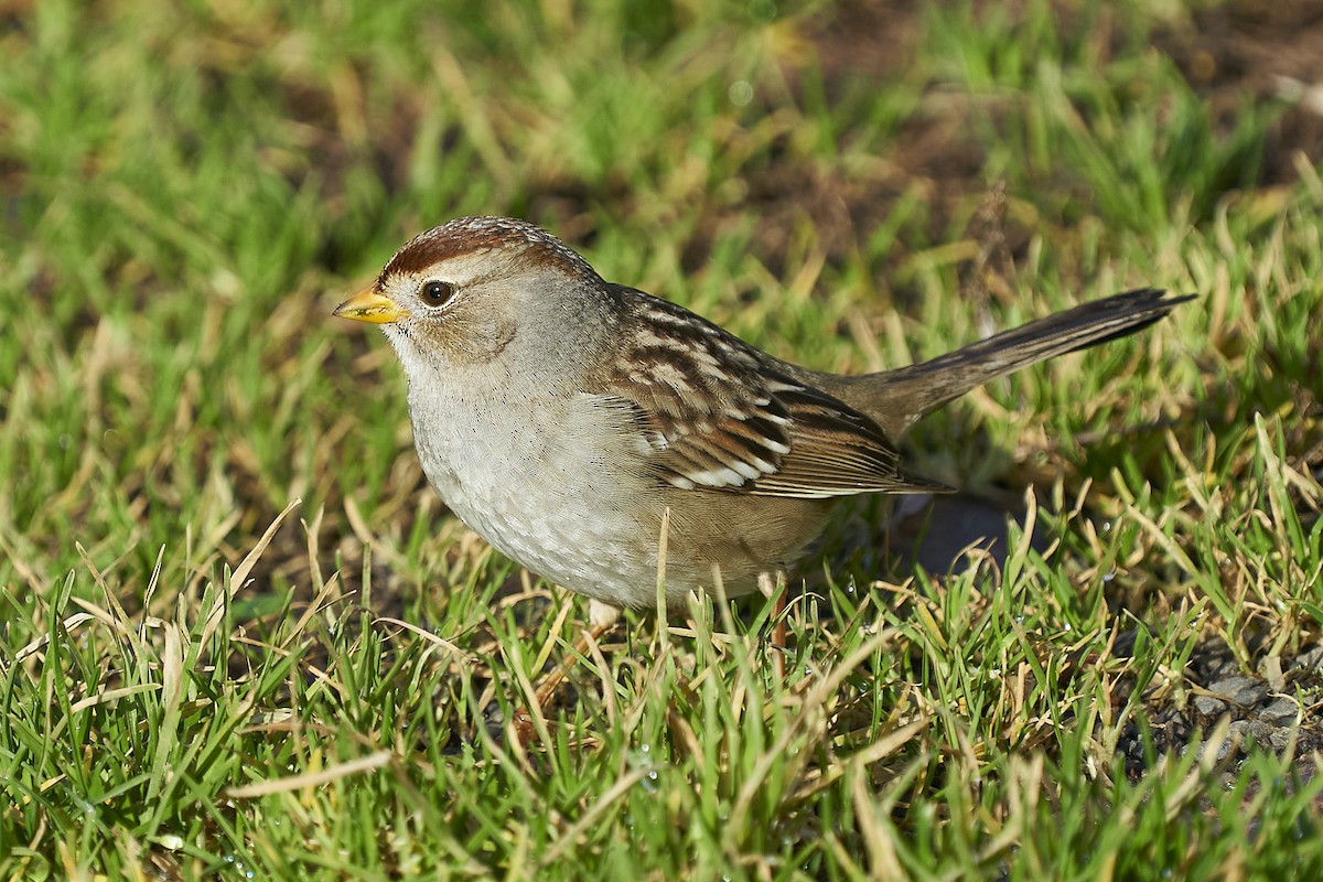 White-crowned Sparrow - ML613923909