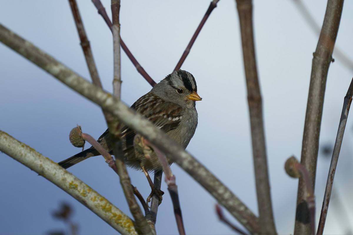 White-crowned Sparrow - ML613923948