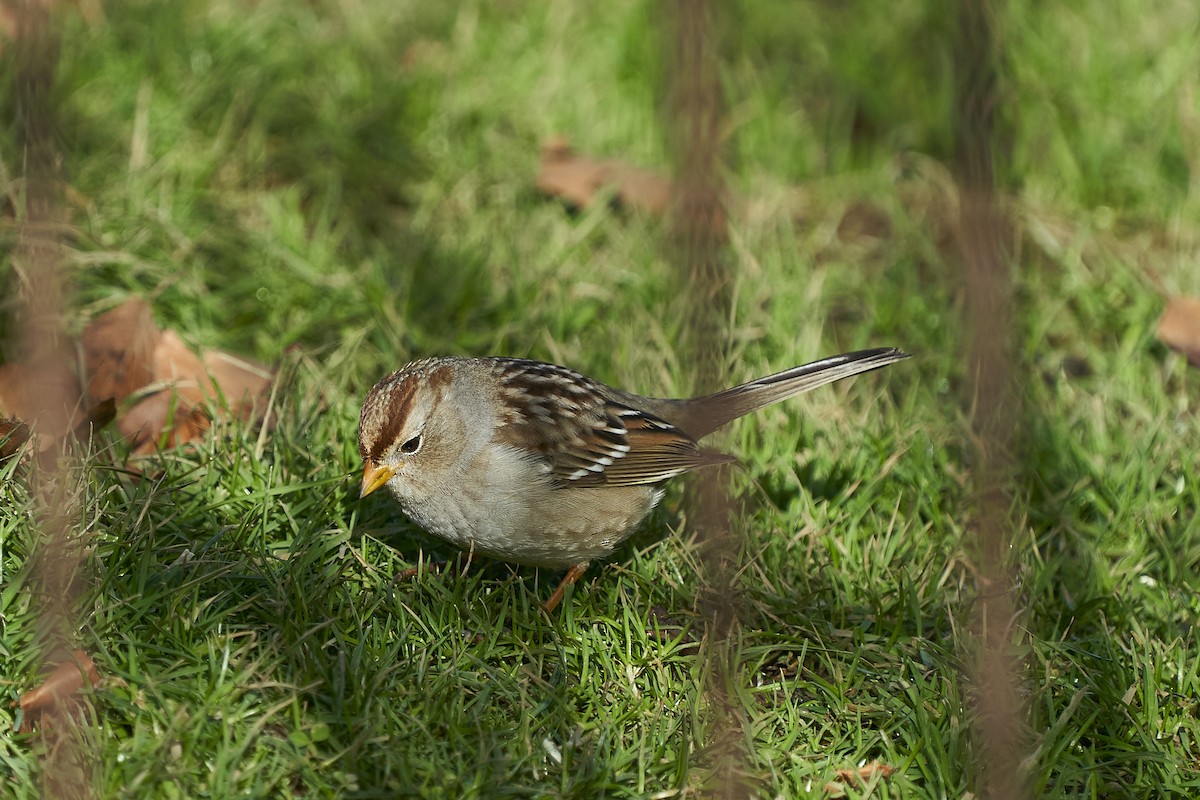 White-crowned Sparrow - ML613923949