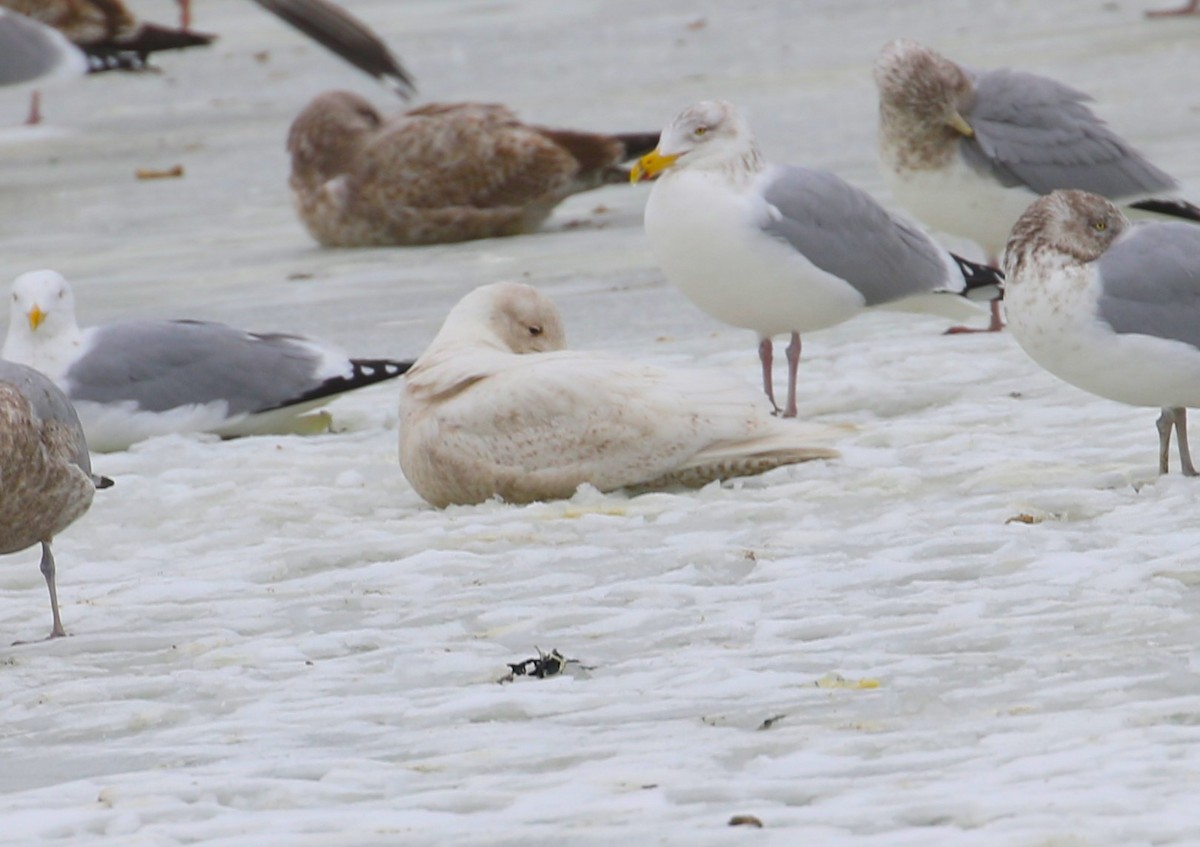 eBird Checklist 23 Jan 2024 Rochester WTP (CLOSED ON WEEKENDS