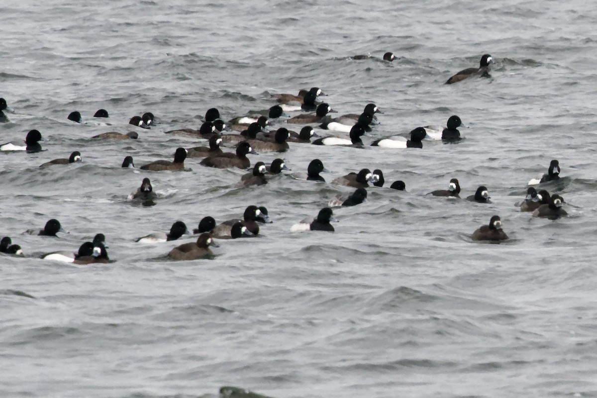 Greater Scaup - ML613924178