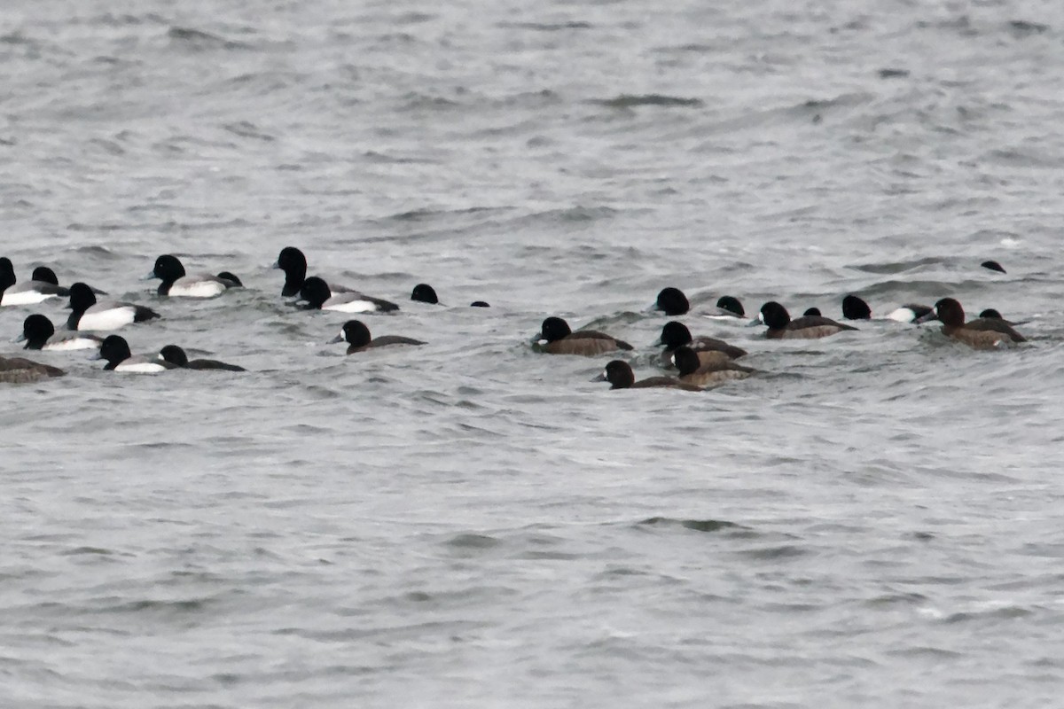 Greater Scaup - ML613924189