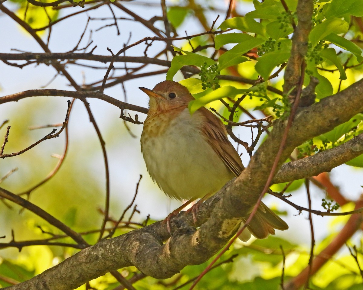 Veery - ML613924226