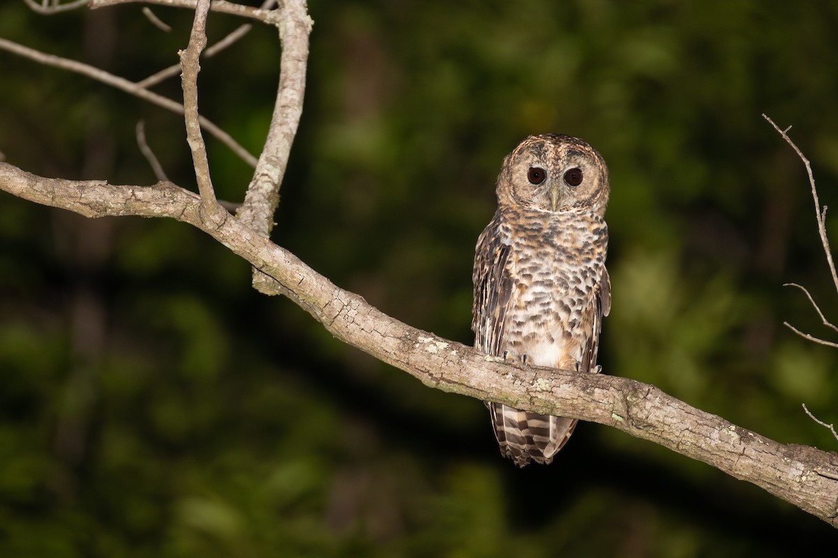 Rusty-barred Owl - ML613924411