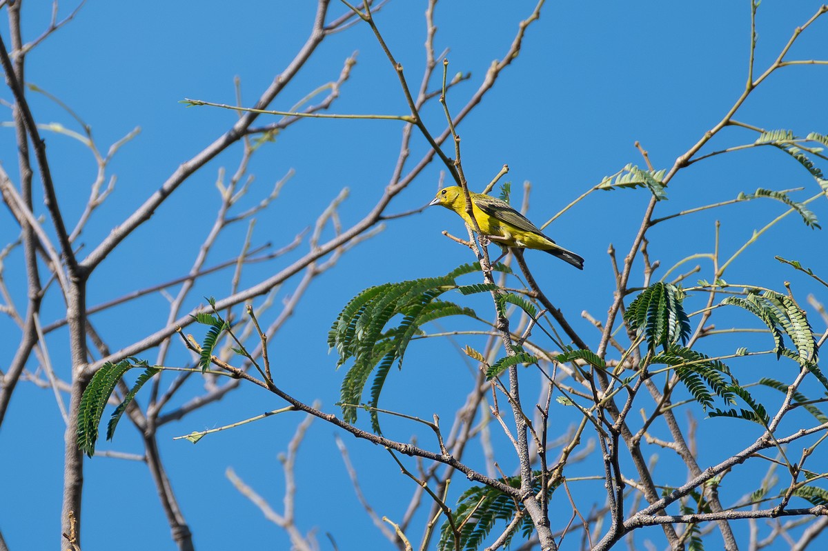 Stripe-tailed Yellow-Finch - ML613924476